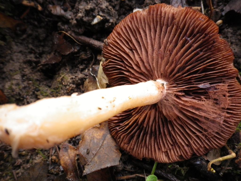 fungo da identificare 2